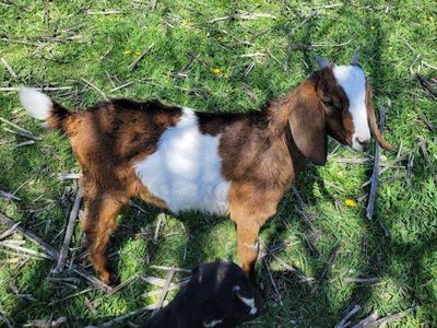 nubian male goat