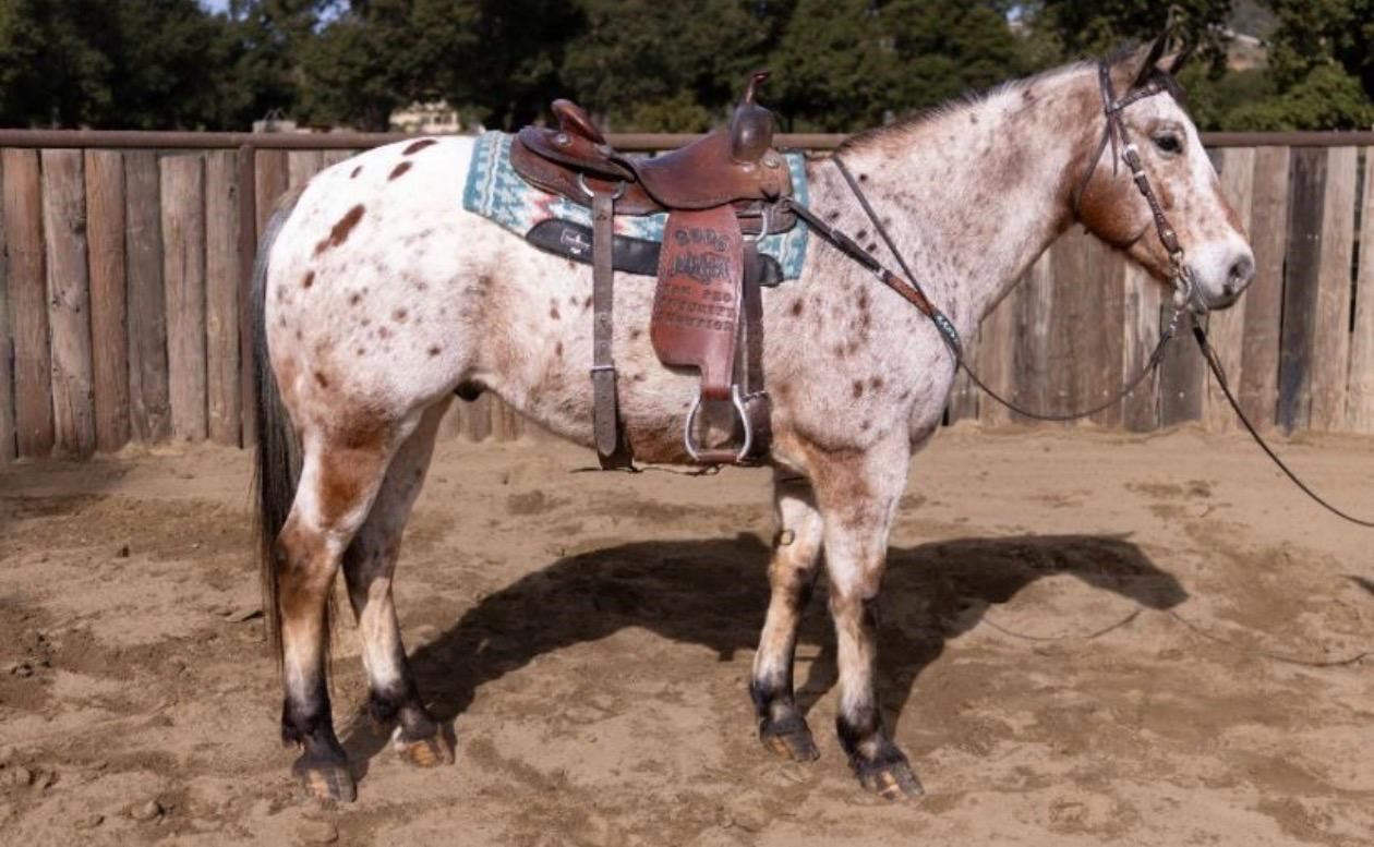 10-year-old Appaloosa · 14h · Needs a loving new home