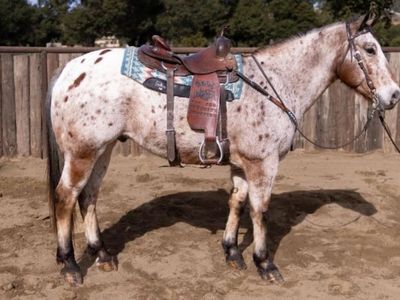 10-year-old Appaloosa · 14h · Needs a loving new home