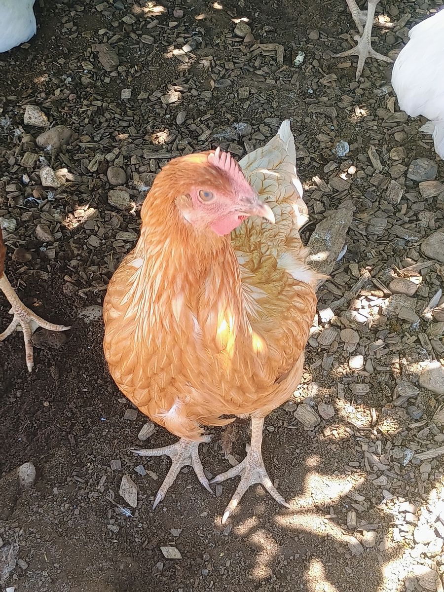 STARLIGHT GREEN EGGER Hen Chickens 4 months old for Sale