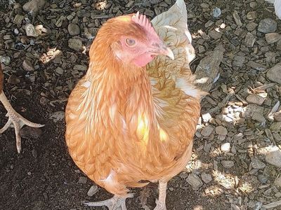 STARLIGHT GREEN EGGER Hen Chickens 4 months old for Sale