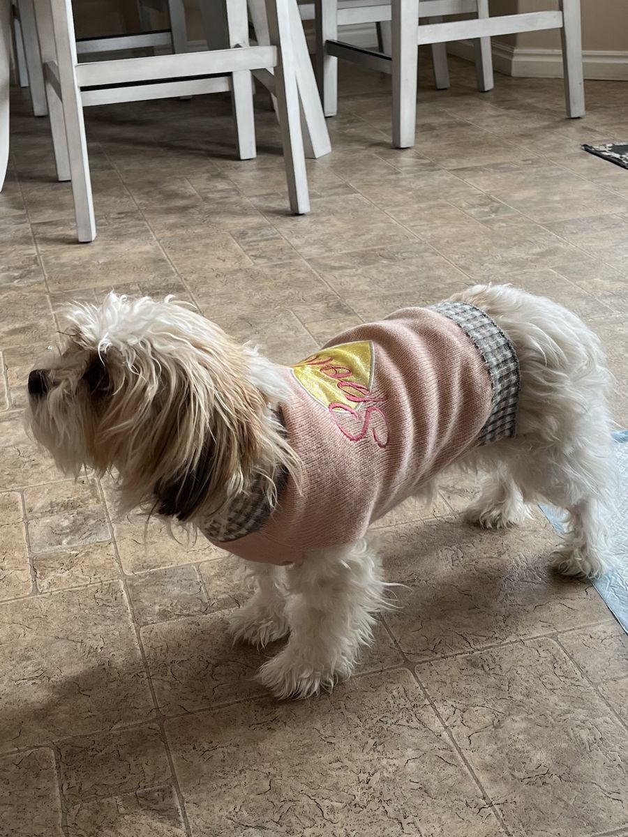 Free Shi Tzu Mix