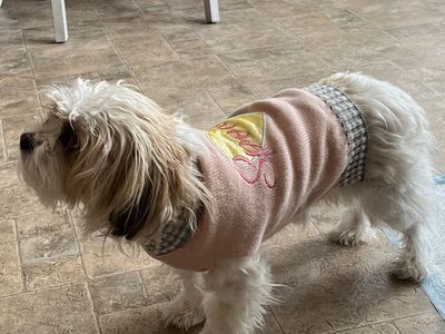 Free Shi Tzu Mix
