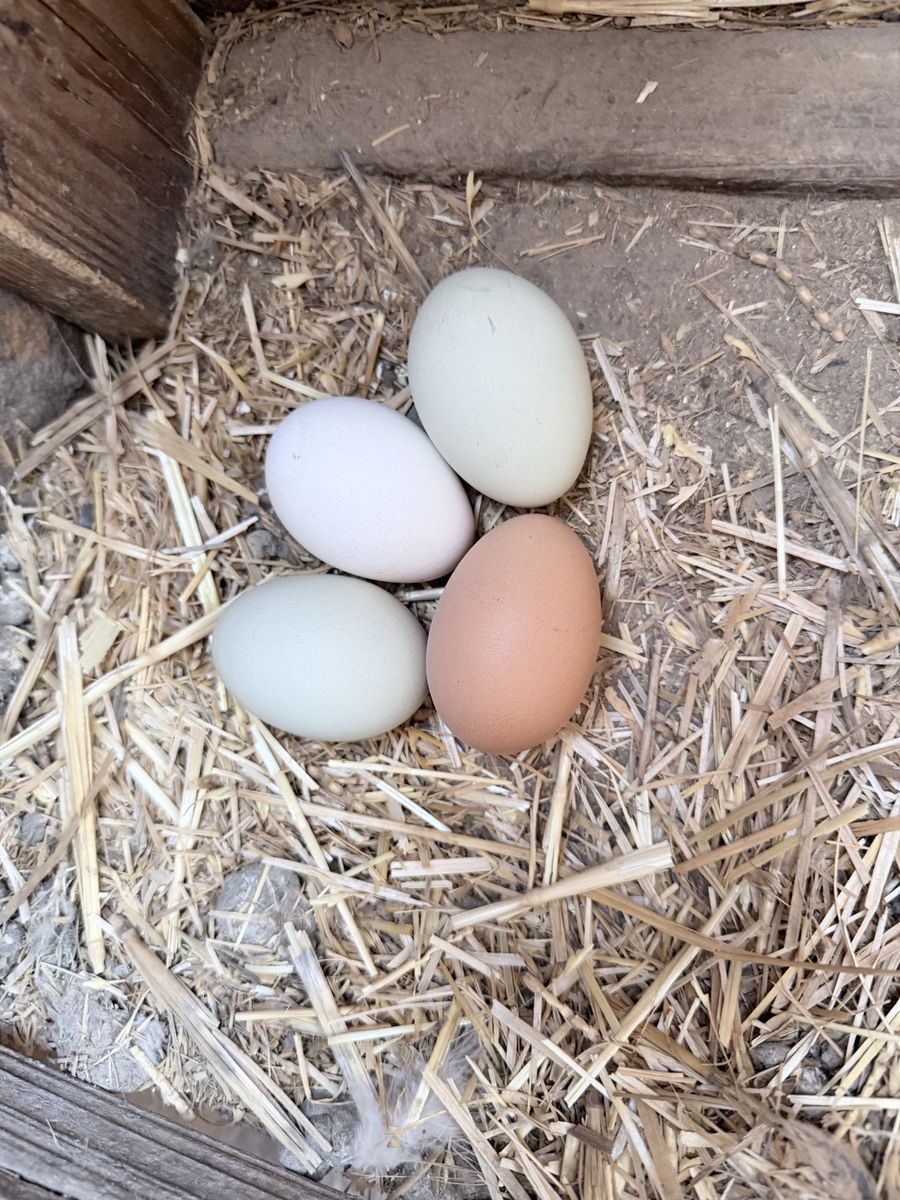 Chickens for Sale
