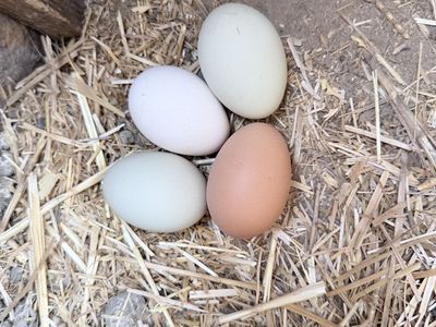 Chickens for Sale