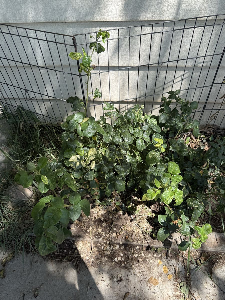Yellow Rose Bush/Shrub