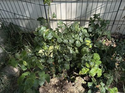 Yellow Rose Bush/Shrub