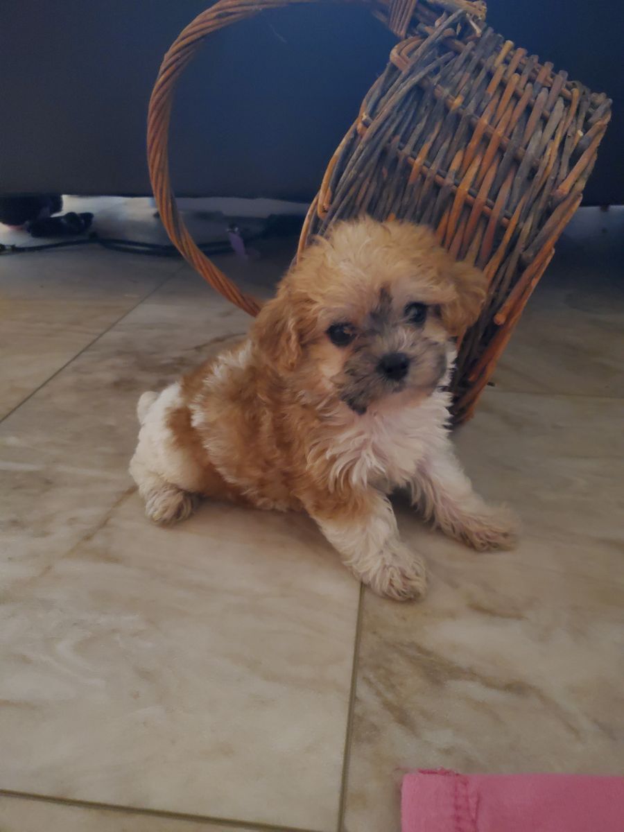 ShihTzu Mix