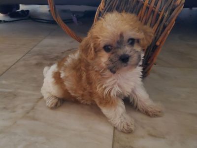 ShihTzu Mix
