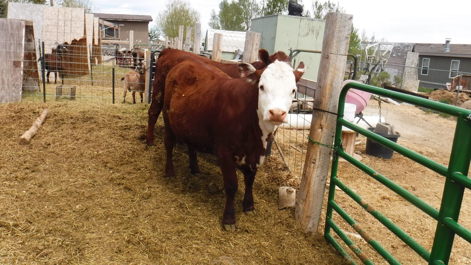 Bottle fed yearling heifer $4300