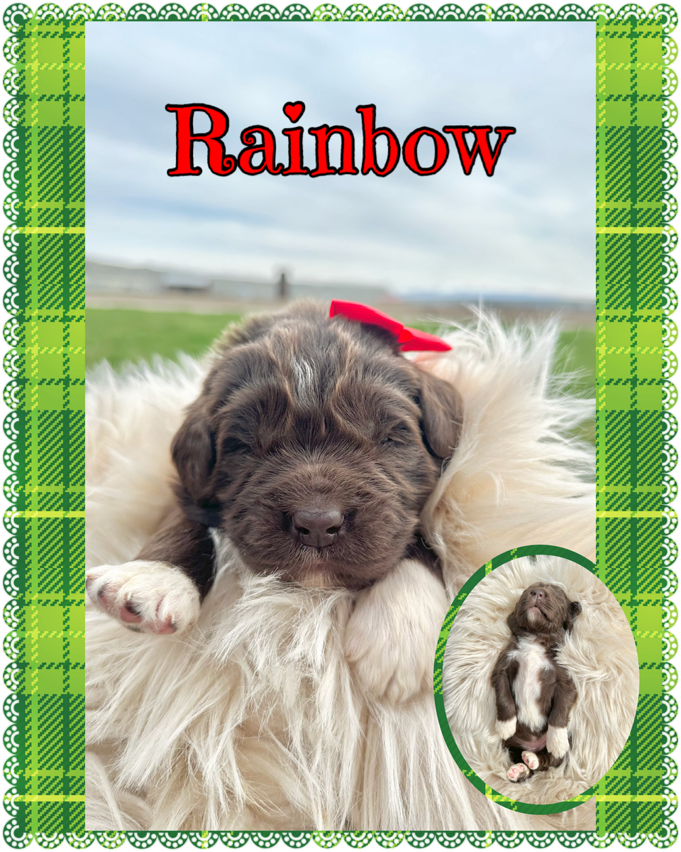 CKC Newfoundland Puppies aka Newfie