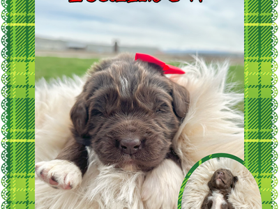 CKC Newfoundland Puppies aka Newfie