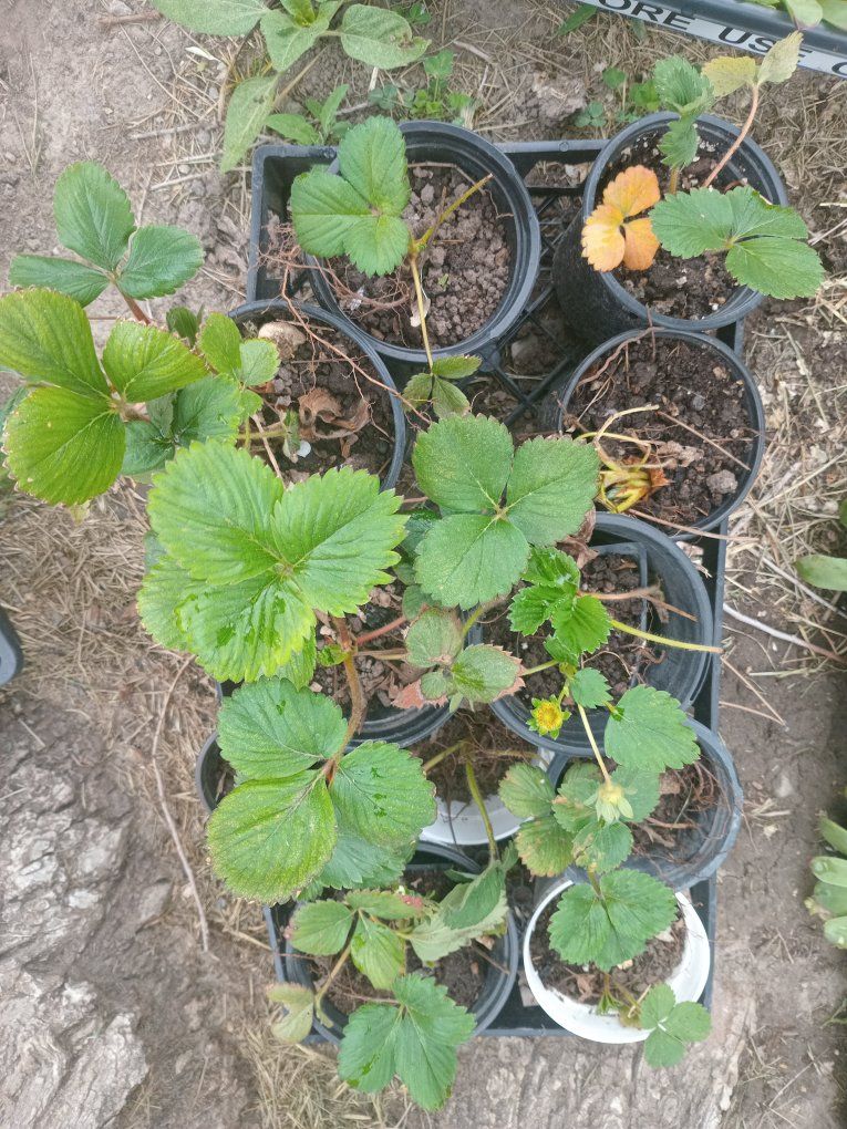 Strawberry plants and Hens & Chicks plants