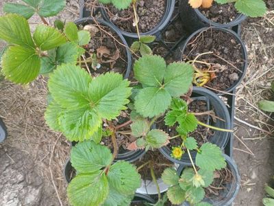 Strawberry plants and Hens & Chicks plants
