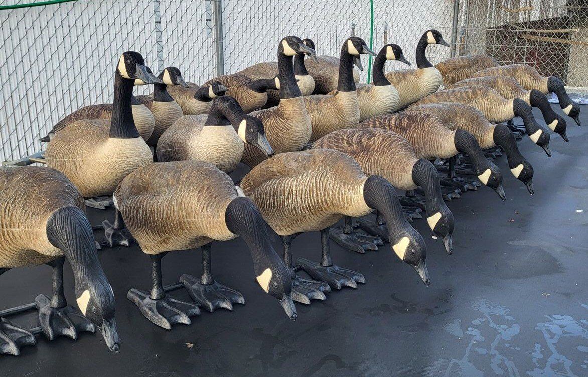 Goose Decoy Spread