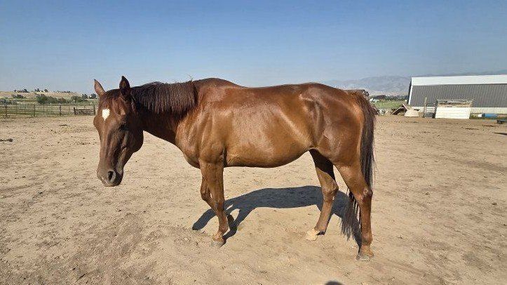 13 year old registered mare Lynx Hot Socks