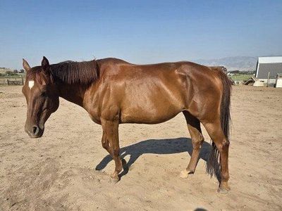 13 year old registered mare Lynx Hot Socks