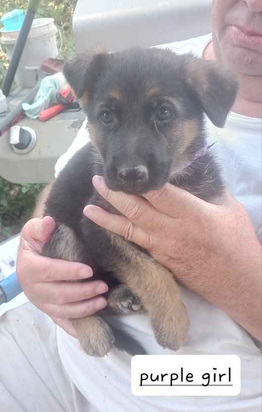 German Shepherd Puppies