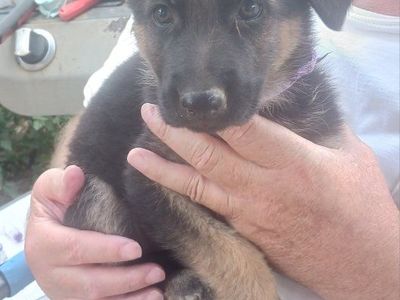 German Shepherd Puppies