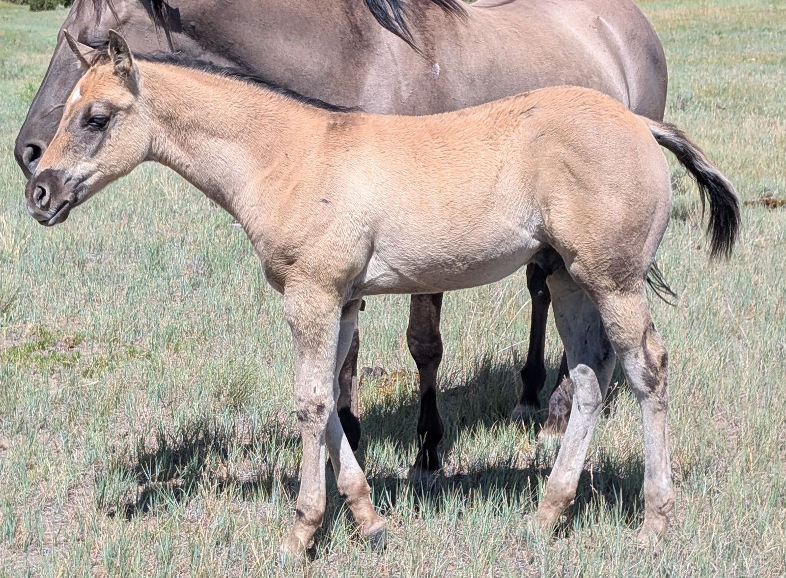 Homozygous Dun Grullo Stud AQHA weanling