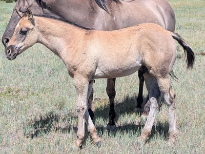 Homozygous Dun Grullo Stud AQHA weanling