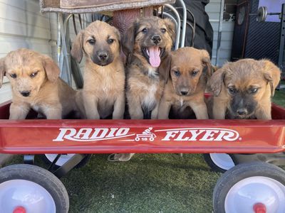 Aussie / Hound Puppies