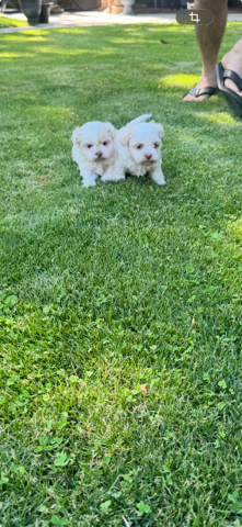 Shih Tzu/ Maltese Mix Puppies