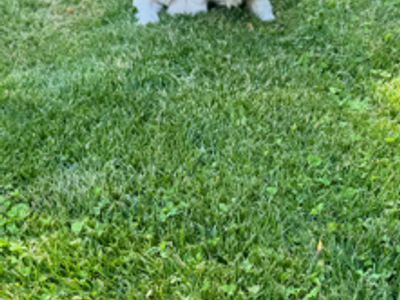Shih Tzu/ Maltese Mix Puppies