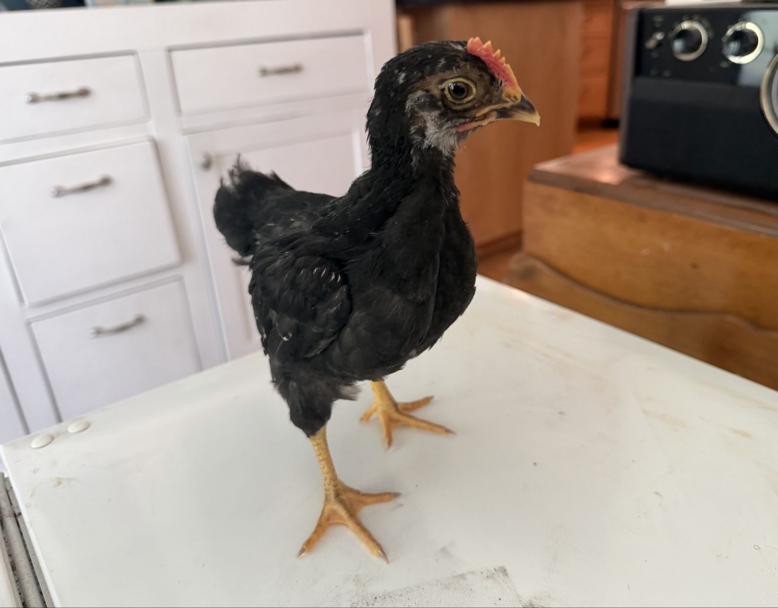 Free Double Silver Laced Barnevelder cockerels and a Black Copper Marans