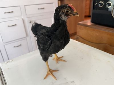 Free Double Silver Laced Barnevelder cockerels and a Black Copper Marans