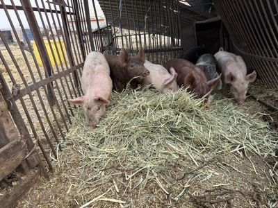 Wiener pig