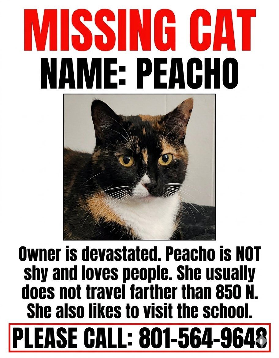 missing cat
