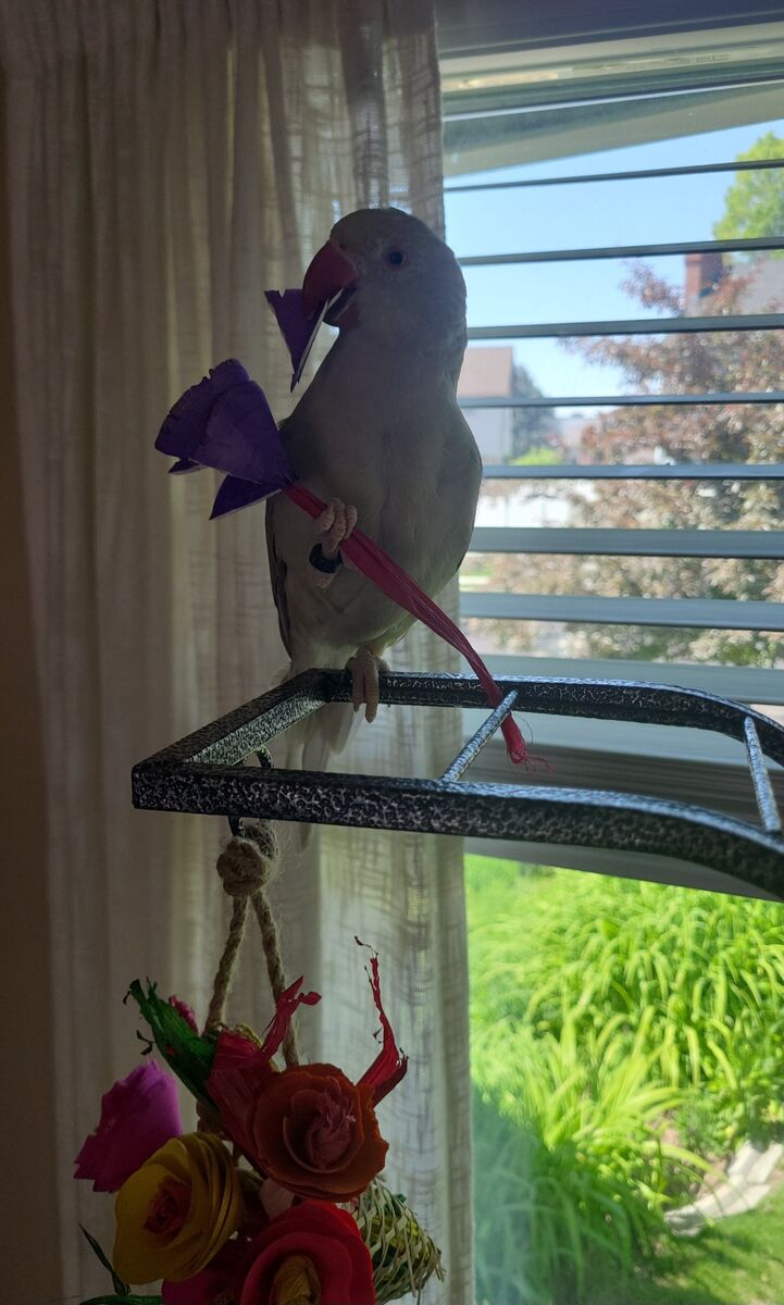 Female Indian Ringneck