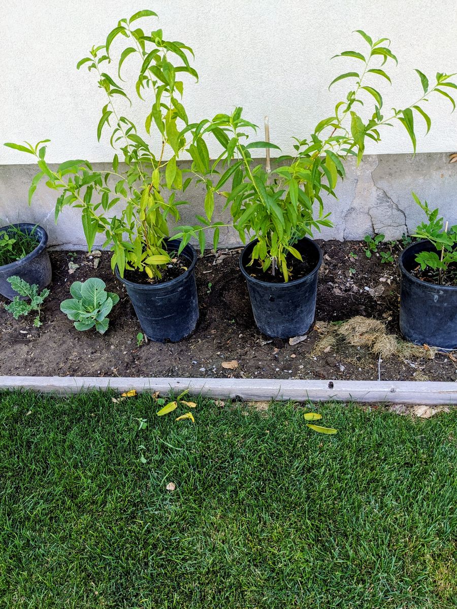 Lemon Elberta Peach Trees