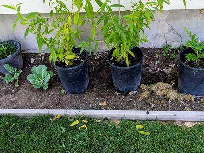 Lemon Elberta Peach Trees