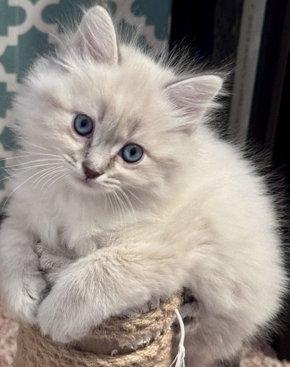 Adorable Purebred Ragdoll Kittens