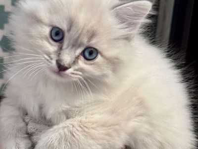 Adorable Purebred Ragdoll Kittens