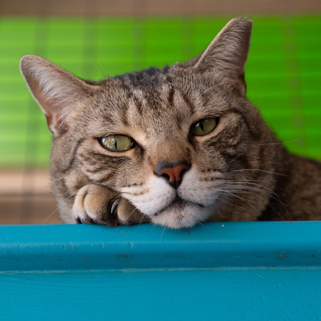 Hello my name is Tigger