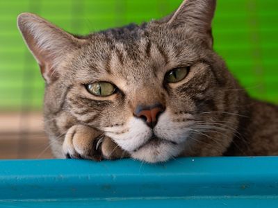 Hello my name is Tigger