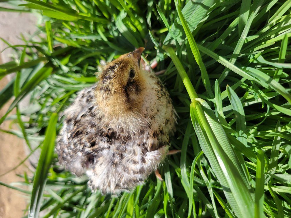 Started coturnix quail chicks