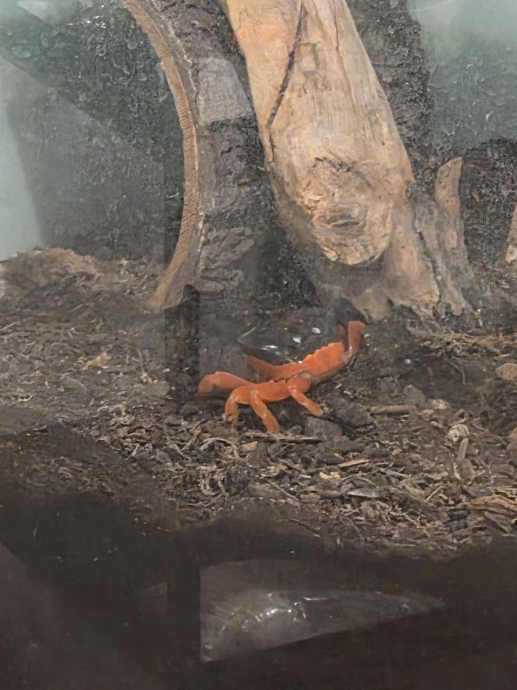 Halloween moon crabs- established