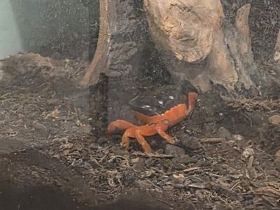 Halloween moon crabs- established