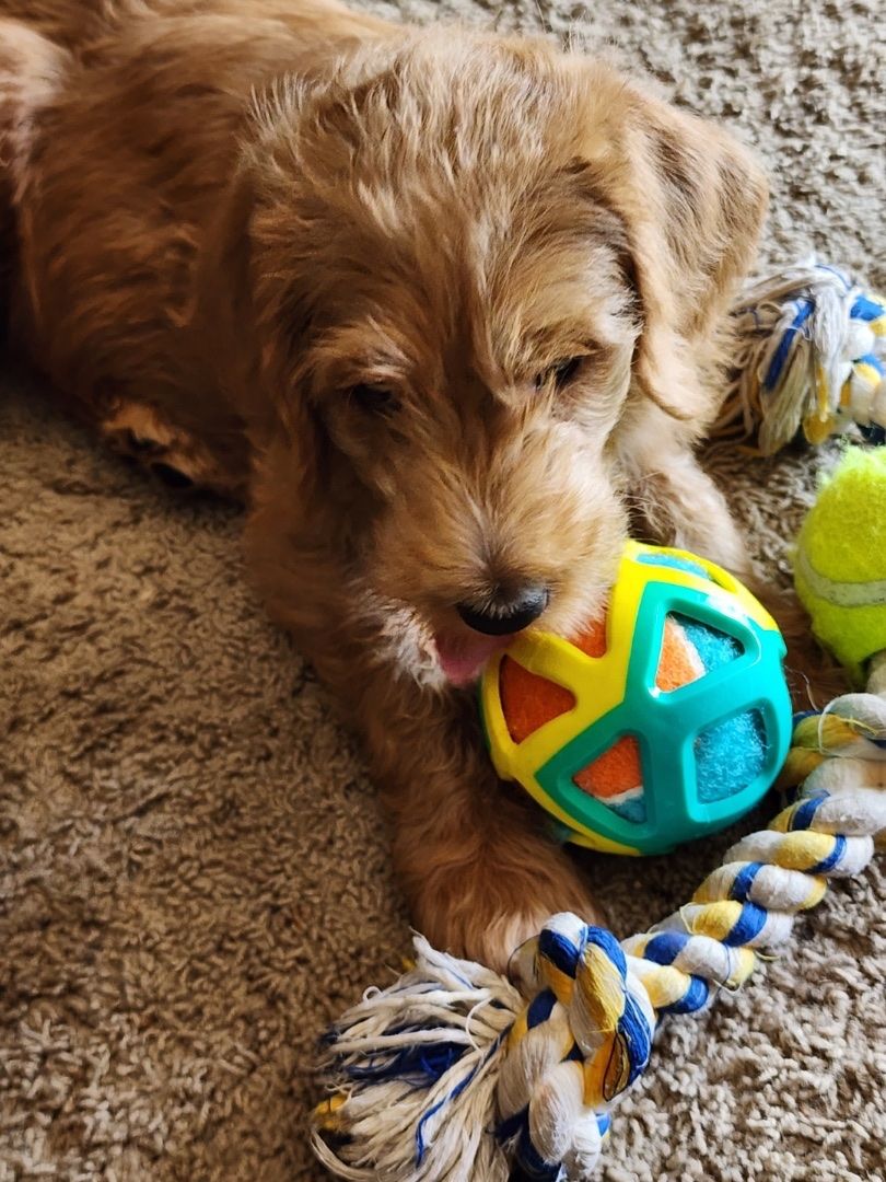 Double doodle puppies