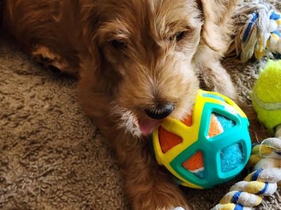 Double doodle puppies