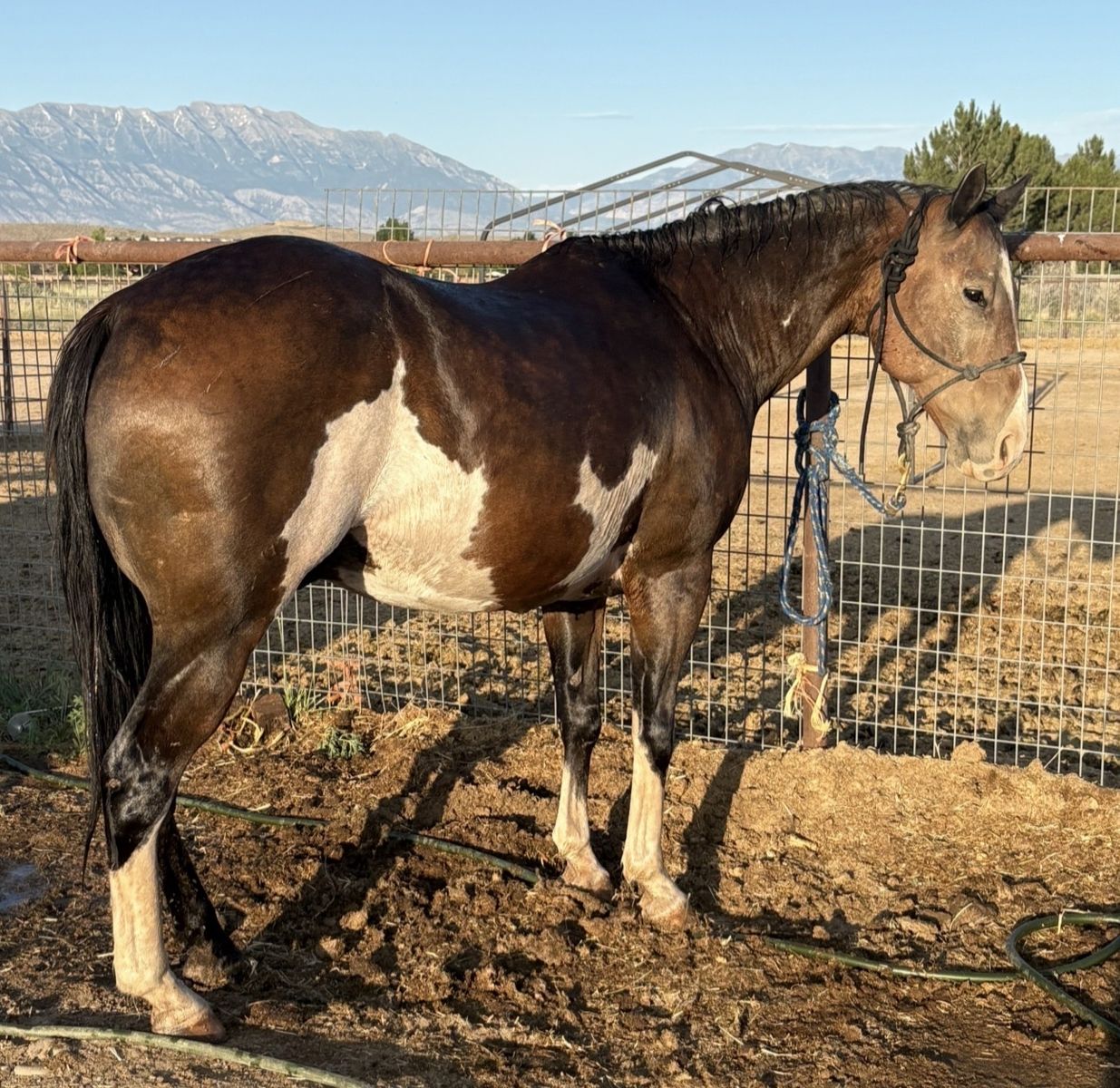 Finished Head & Heel Horse