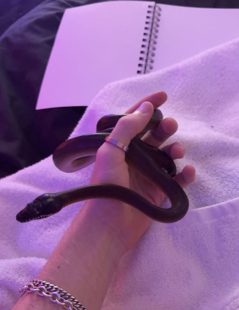 Baby Female Northern White-Lipped Python (Liasis savuensis) - 9 Months Old, Feeds on Frozen