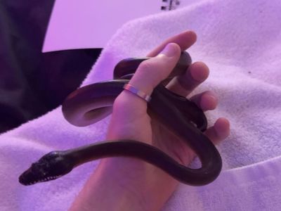 Baby Female Northern White-Lipped Python (Liasis savuensis) - 9 Months Old, Feeds on Frozen