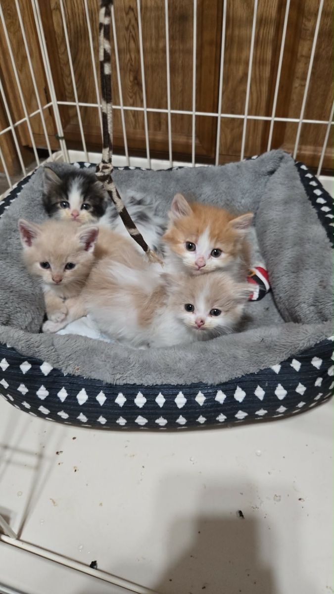 Kittens
