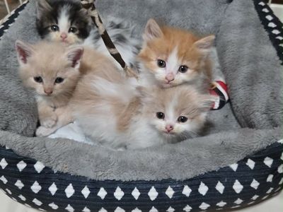 Kittens
