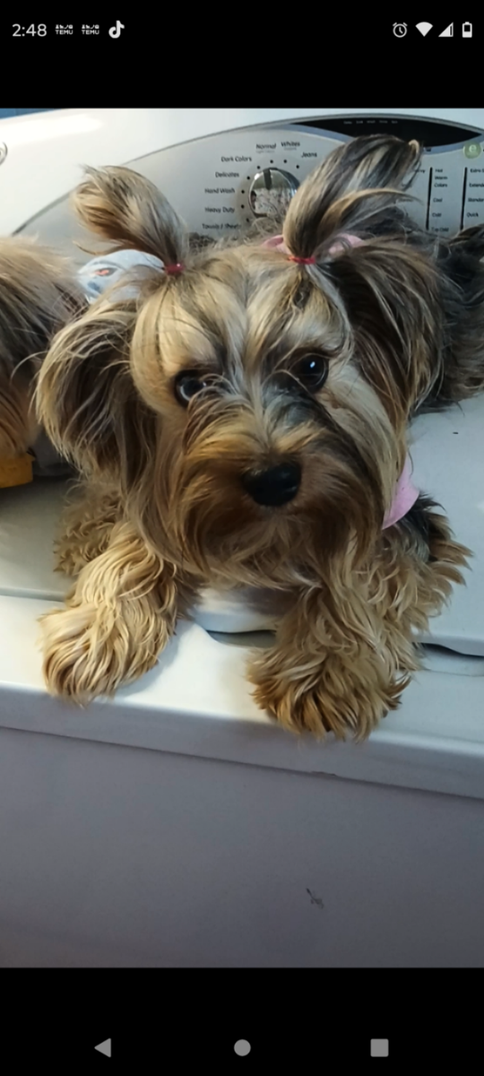 Yorkie